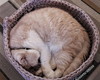 Imagem 2 - Cama Pet Fio de Malha