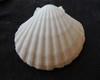 Imagem 2 - Lote 112 - Concha Shell