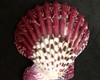 Imagem 4 - Lote 304 - Concha Scalop Shell