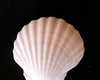 Imagem 1 - Lote 112 - Concha Shell