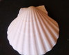 Imagem 5 - Lote 112 - Concha Shell