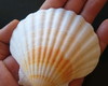 Imagem 4 - Lote 112 - Concha Shell