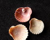 Imagem 3 - Lote 253 C - Concha SHELL (Pequena)