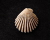 Imagem 2 - Lote 254 C - Concha Shell (pequena)