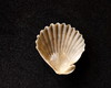 Imagem 3 - Lote 254 C - Concha Shell (pequena)