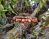 Imagem 1 - Pulseira Macramê Dourada com Flores de Madeira