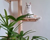 Imagem 3 - Arranhador p/ Gato-escalador-parede Plataforma Madeira