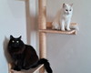 Imagem 5 - Arranhador p/ Gato-escalador-parede Plataforma Madeira