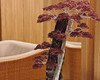 Imagem 2 - Bonsai Sharimiki