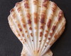 Imagem 1 - Lote 206 a - Concha Scalop Shell