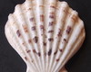 Imagem 2 - Lote 206 a - Concha Scalop Shell