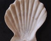 Imagem 3 - Lote 206 a - Concha Scalop Shell