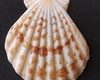 Imagem 4 - Lote 206 a - Concha Scalop Shell