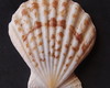 Imagem 5 - Lote 206 a - Concha Scalop Shell