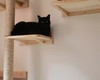 Imagem 2 - Arranhador p/ Gato-escalador-parede Plataforma Madeira