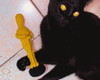 Imagem 1 - Oscar de Catnip