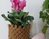 Imagem 2 - Cachepot Planta Macrame