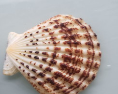 Shell concha do mar cod 55