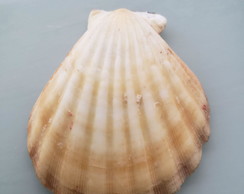 Shell concha do mar cod 61