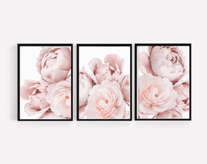 3 Quadros ,FLORES PEONIA COM VIDRO