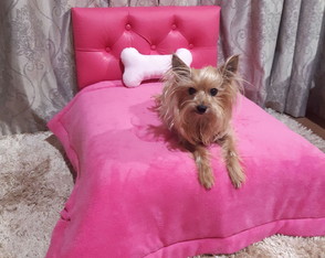 Cama Box Pet Cães e Gatos / Cabeceira / Enxoval Completo