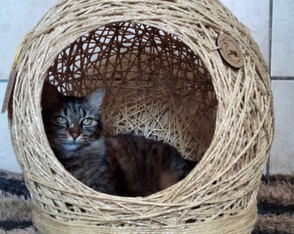 Toca Arranhador em Sisal para Gatos e Cães Peq Porte Tam m