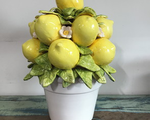 Fruteira Limao Siciliano