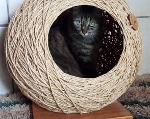 Toca Esfera em Sisal para Gatos