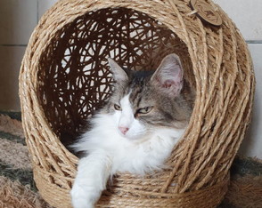Toca em Sisal para Gatos até 6kg