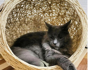 Toca Retrô Pezinho G em Sisal para Gatos Grandes