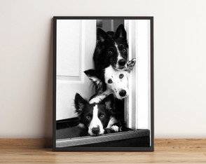 Quadro com Trio de Cachorros Curiosos na Porta 2190