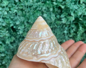 Concha do Mar Astrea Cod 059