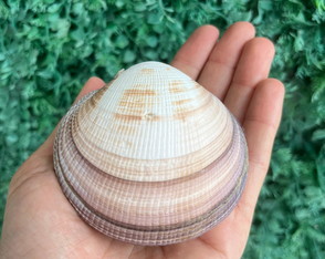 Concha do Mar Cod 100