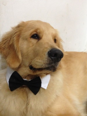 Colarinho com gravata borboleta para pet