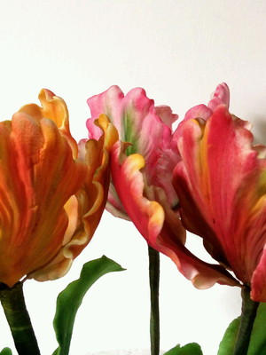 Tulipas crespas e folhas