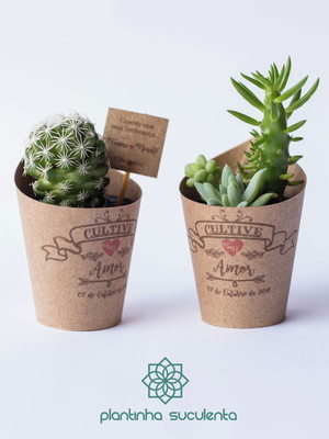 Plantinhas suculentas para casamento