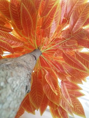 Planta artificial croton sunshine 2,0 de altura
