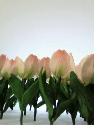 Tulipas com folhas de açúcar