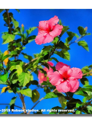 Coleção flores 2019