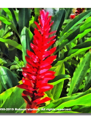Coleção flores 2019