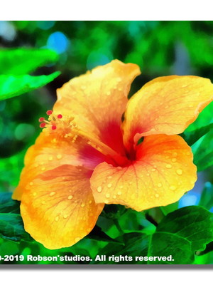 Coleção flores 2019