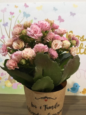 Mini kalanchoe flores - lembrancinhas