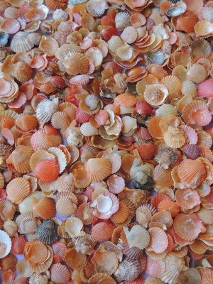 Lote 085 - mini conchas shell (scallops)