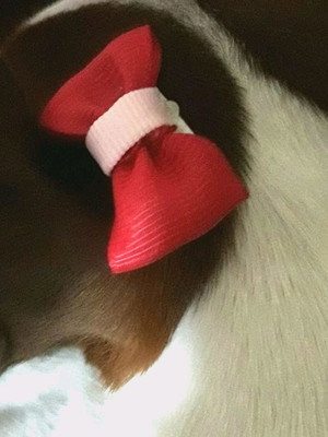 10 pares laço para cachorro de pelo curto
