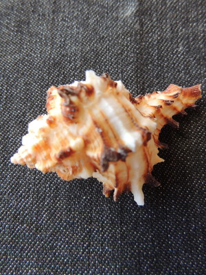 Lote 110 b - concha hexaplex chicoreum