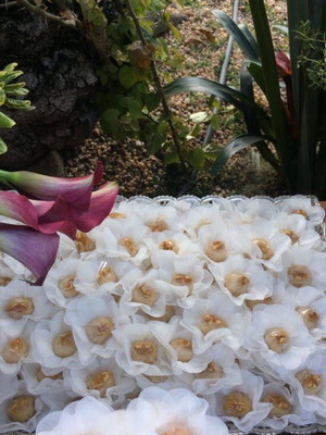 Promoção 300 forminhas de tecido para doces e bombons