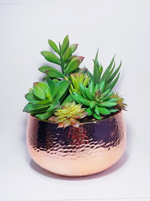 Terrário de suculentas