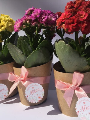Mini kalanchoe flores - lembrancinha_uber-retirada