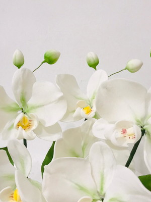 Orquídeas phalaenopsis