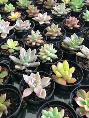 Mini suculentas variadas para decorar